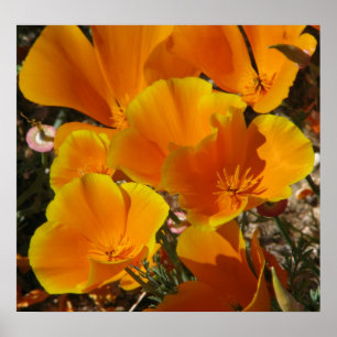 Poster Poppies d'or