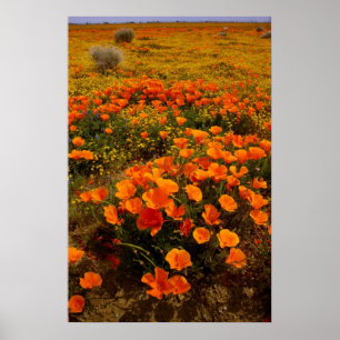 Poster Poppies d'Or en Californie