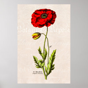Poster Poppies florales vintages des années 1800