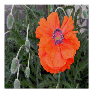 Poster Poppy chinois....