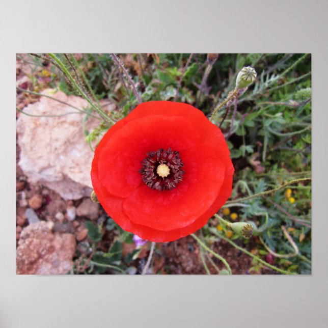 Poster Poppy sauvage (Devant)