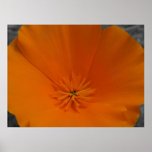 Poster Populaire orange avec BW