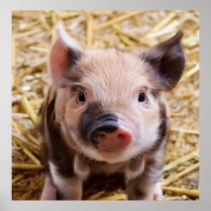 Poster porcelet doux