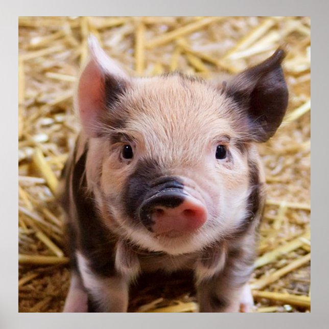 Poster porcelet doux (Devant)