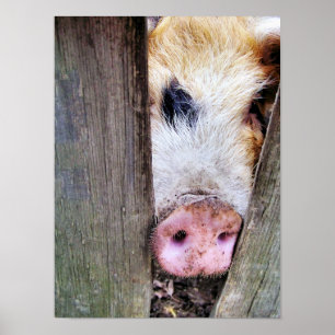 POSTER PORCS