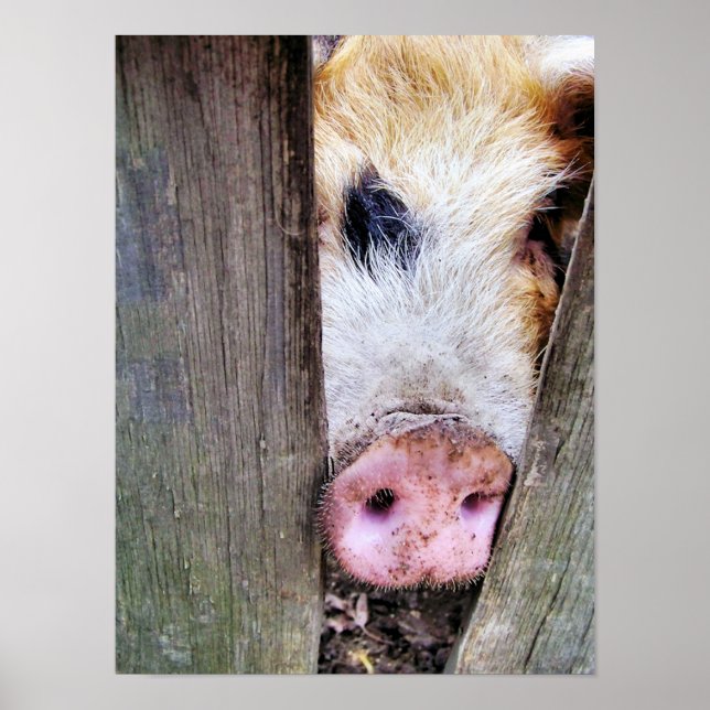 POSTER PORCS (Devant)