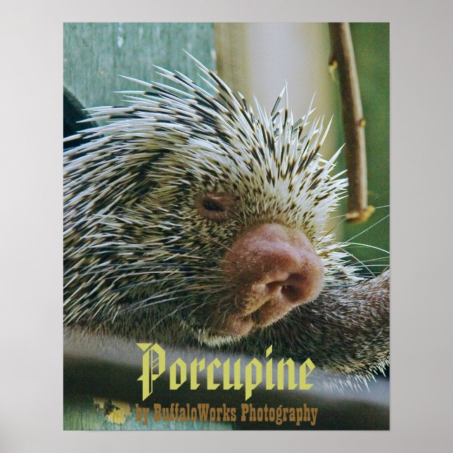 Poster Porcupine 2 (Devant)
