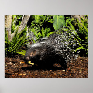 Poster Porcupine feeding