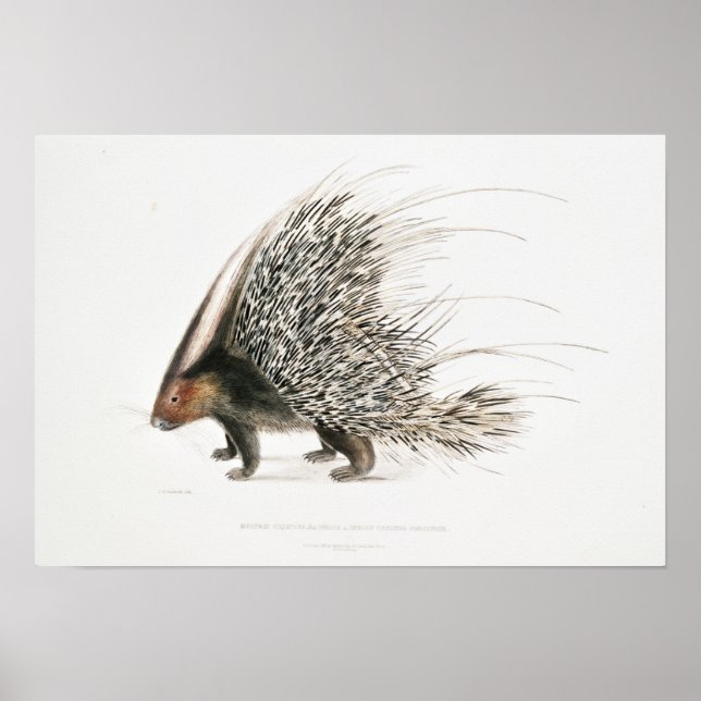Poster Porcupine vintage (Devant)