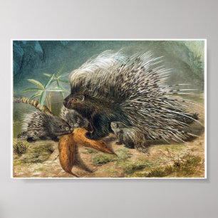 Poster Porcupine vintage et bébés
