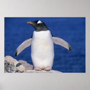 Poster Port du Manchot papou (Pygoscelis papua)