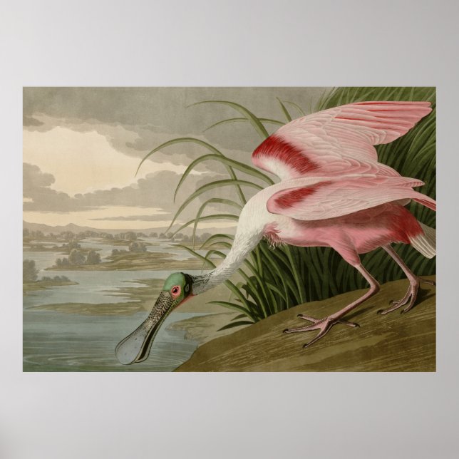 Poster Porte-feuille Roseate (Devant)