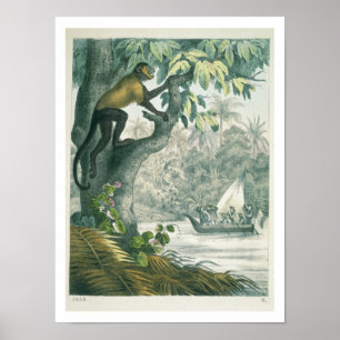 Poster Portées supérieures de l'Amazone, du 'der de DAS
