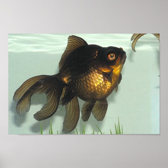 Poster Portefeuille de poisson rouge noir (Devant)