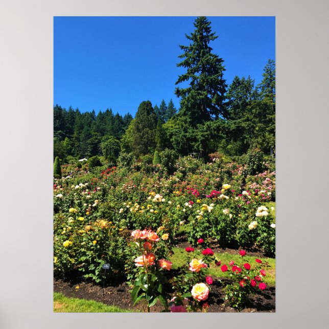 Poster Portland Rose Garden (Devant)
