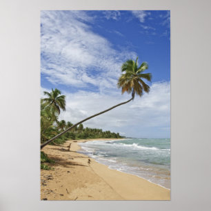 Poster Porto Rico. Plage de Tres Palmitas Porto Rico