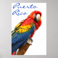 Poster Porto Rico Scarlet Macaw