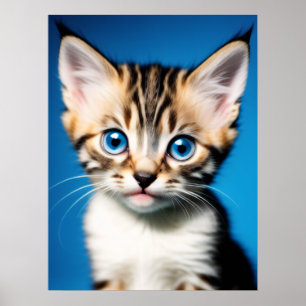 Poster Portrait adorable Kitten avec de beaux yeux bleus