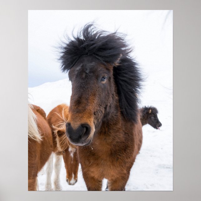 Poster Portrait amusant de cheval islandais (Devant)