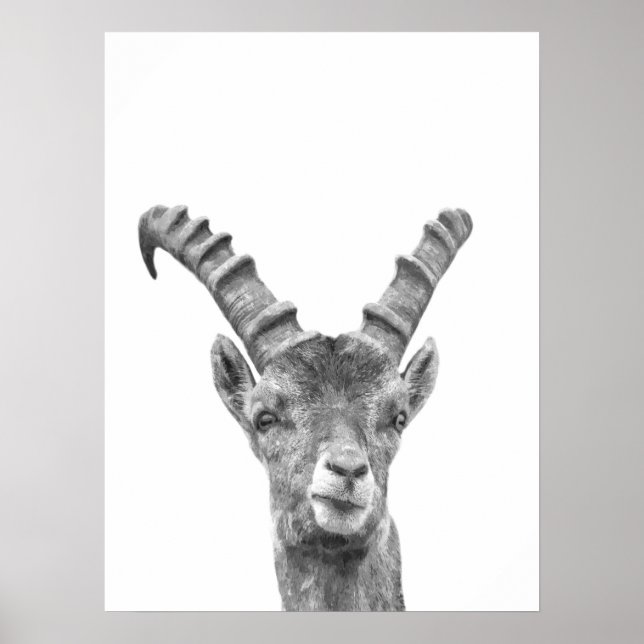 Poster Portrait animal capricorne noir et blanc (Devant)
