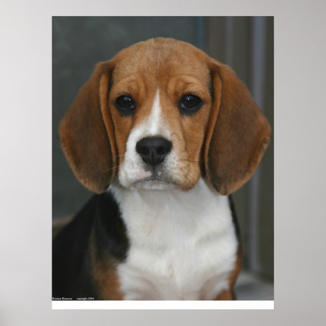 Poster Portrait beagle (Devant)