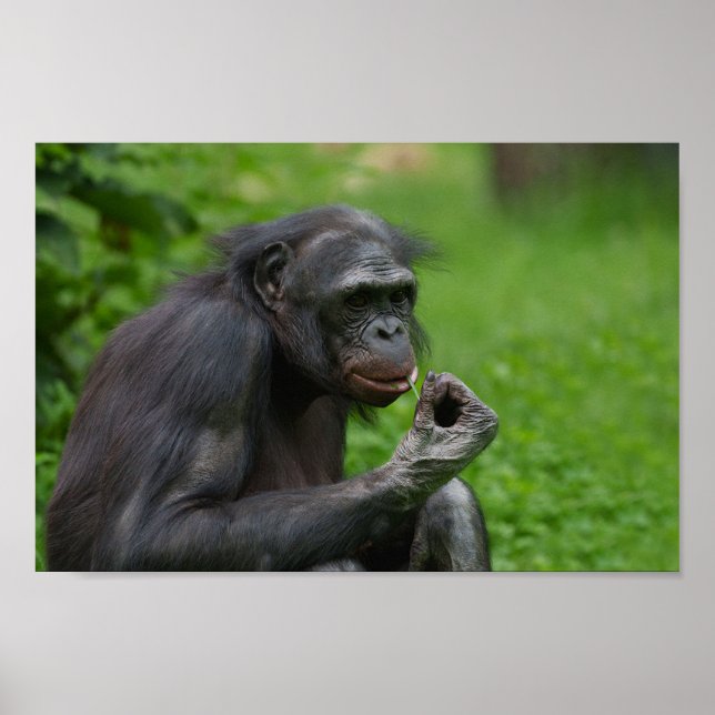 Poster Portrait Bonobo Ape (Devant)