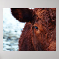 portrait Brown de vache