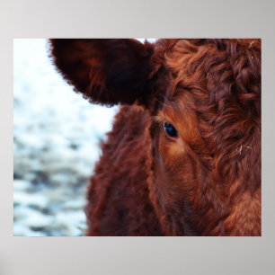 Poster portrait Brown de vache