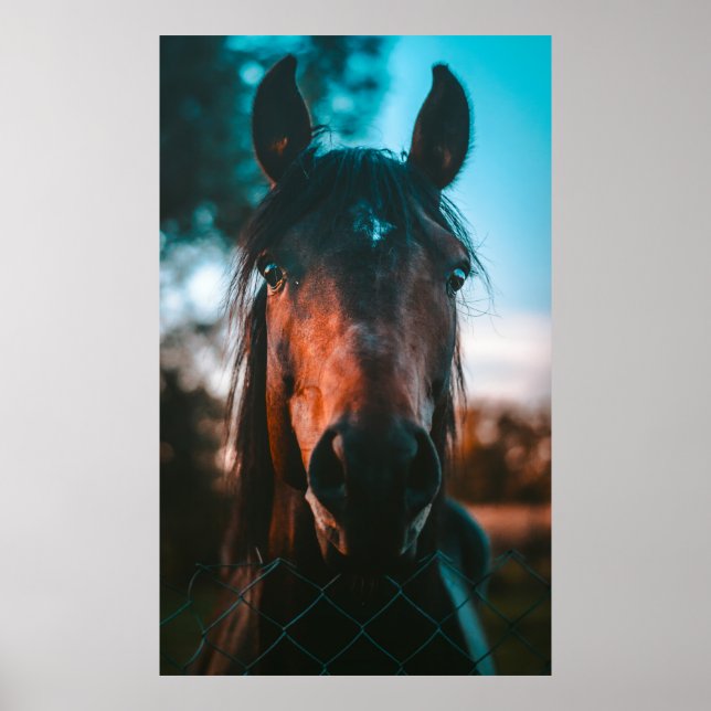POSTER PORTRAIT CHEVAL (Devant)