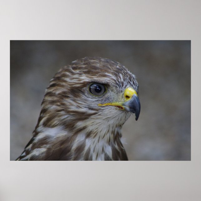 Poster Portrait commun Buzzard (Devant)