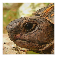 Portrait Côté Gros D'Une Tortue Turque