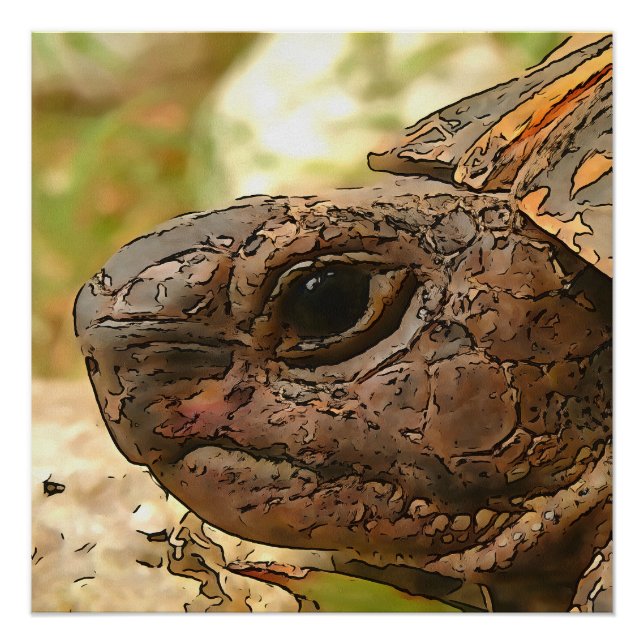 Poster Portrait Côté Gros D'Une Tortue Turque (Devant)