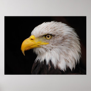 Poster Portrait d'aigle