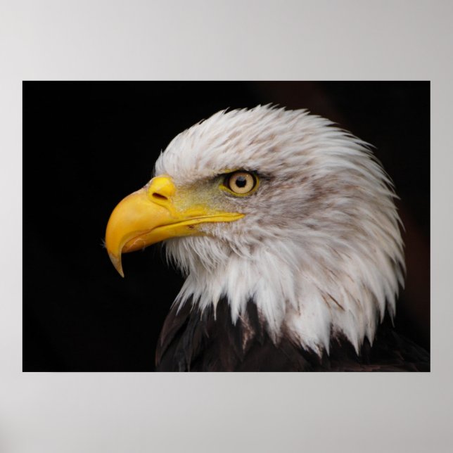 Poster Portrait d'aigle (Devant)