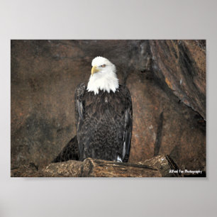 Poster Portrait d'aigle américain à tête blanche