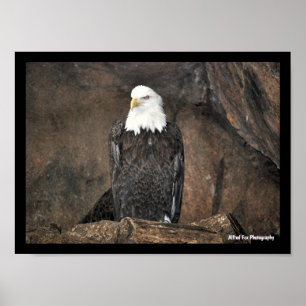 Poster Portrait d'aigle américain à tête blanche