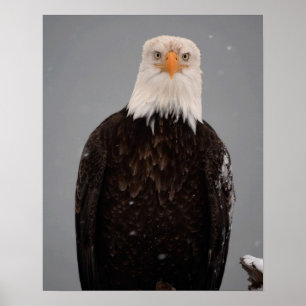 Poster Portrait d'aigle royal dans la neige, Haliaeetus