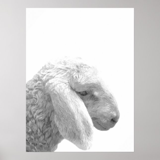 Poster Portrait d'animal de ferme pour moutons noirs et b (Devant)