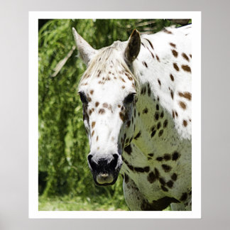 Poster Portrait d'Appaloosa, Photographie de cheval