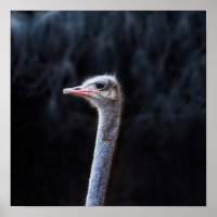 portrait d'autruche