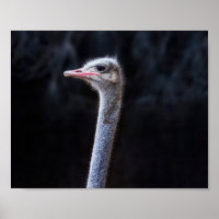 portrait d'autruche