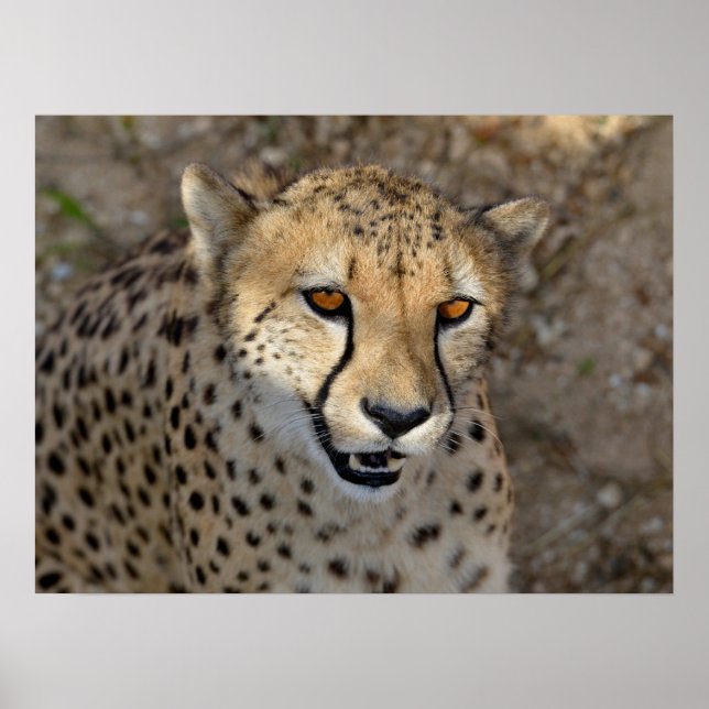 Poster Portrait de African Cheetah (Devant)