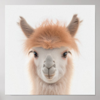 Poster Portrait de bébé lama mignon (Alpaca) | 1:1