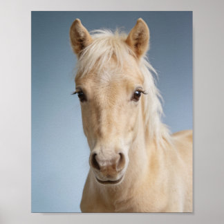 Poster Portrait de bébé poney Palomino – Joli animal de n