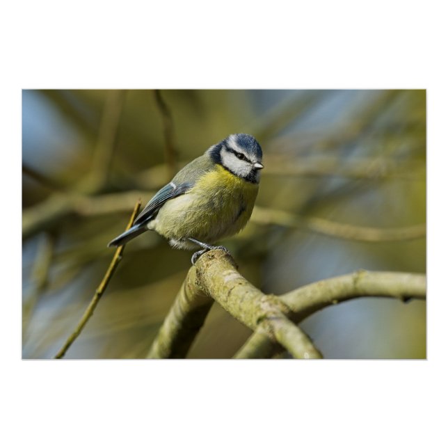 Poster Portrait de Bluetit (Devant)