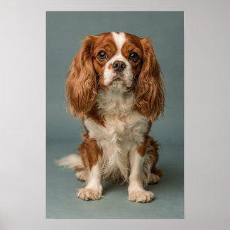 Poster Portrait de Cavalier King Charles Spaniel Dusty Bl