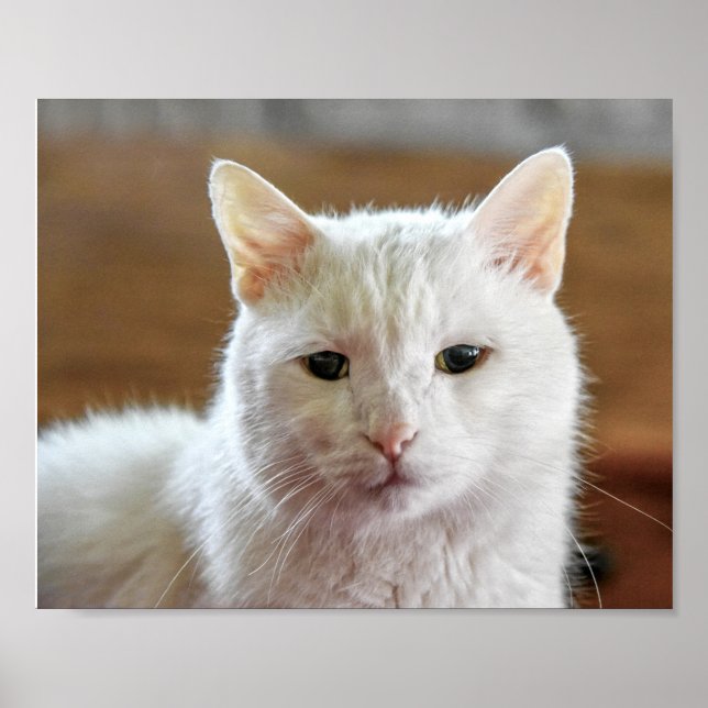 Poster Portrait de chat blanc Angora turc (Devant)