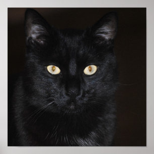 Poster Portrait de chat noir
