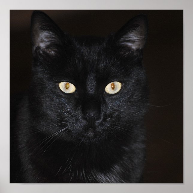 Poster Portrait de chat noir (Devant)