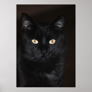 Poster Portrait de chat noir
